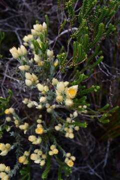 Image of Achyranthemum mucronatum