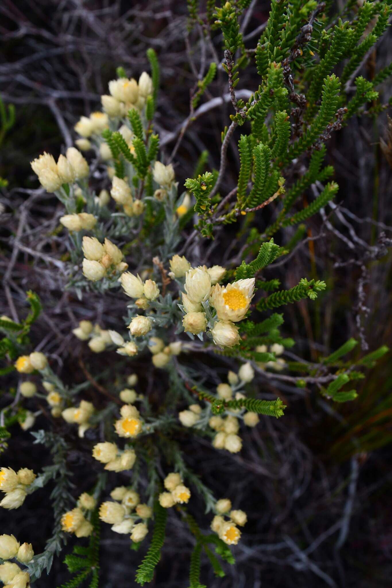 Image of Achyranthemum mucronatum