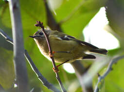 Image of Goldcrest