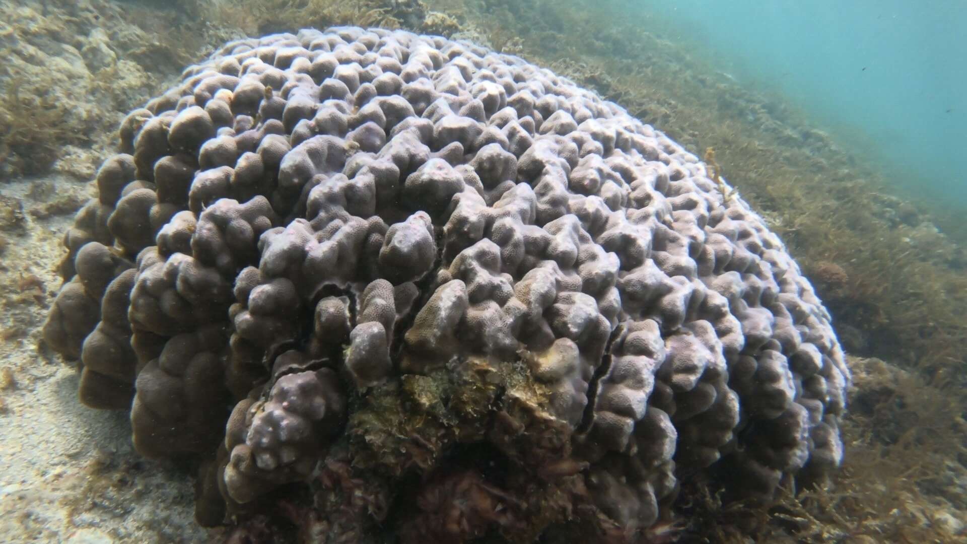 Image of Mustard yellow massive column coral
