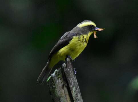 Conopias cinchoneti (Tschudi 1844)的圖片