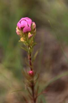 Imagem de Orthocarpus tenuifolius (Pursh) Benth.