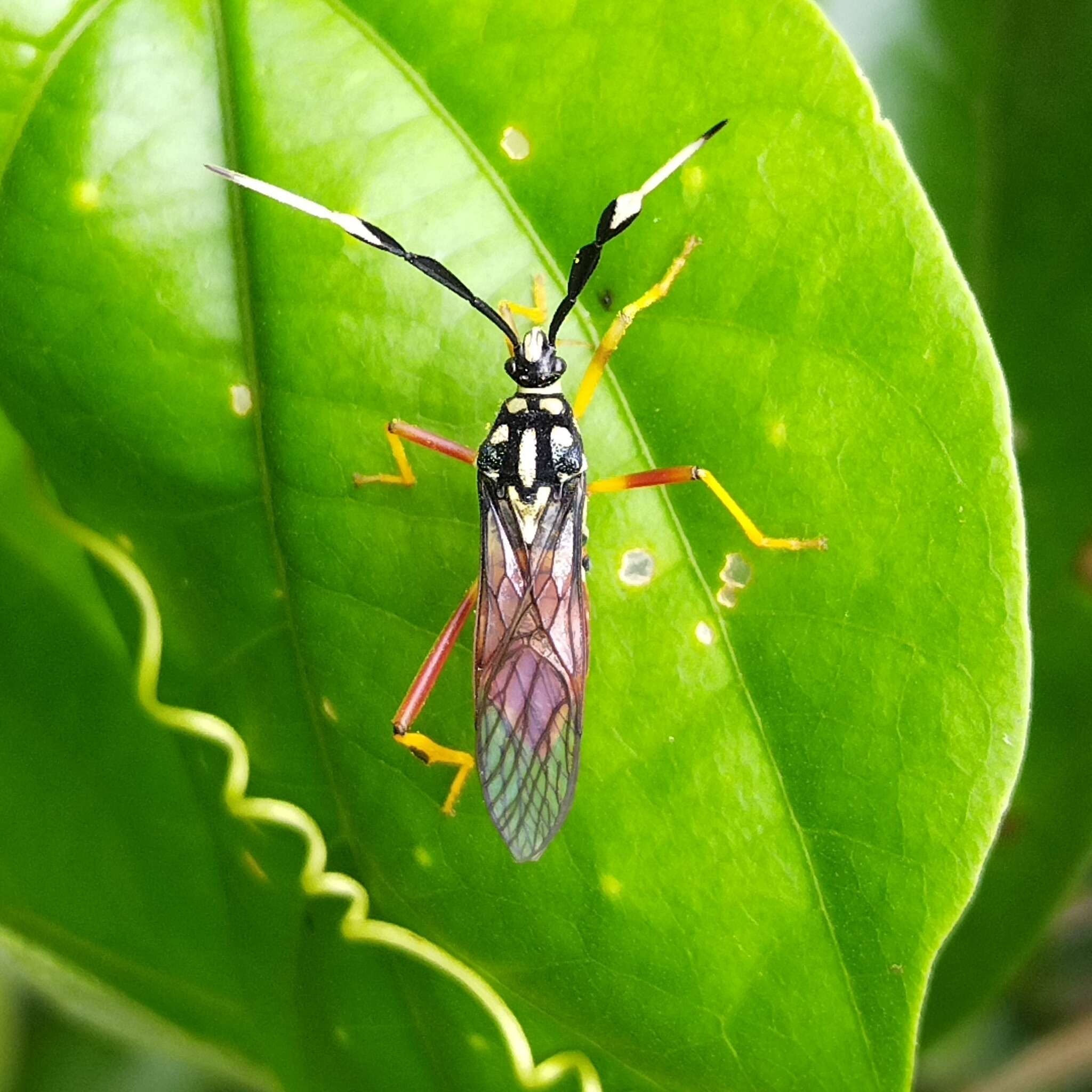 صورة Holhymenia clavigera (Herbst 1784)