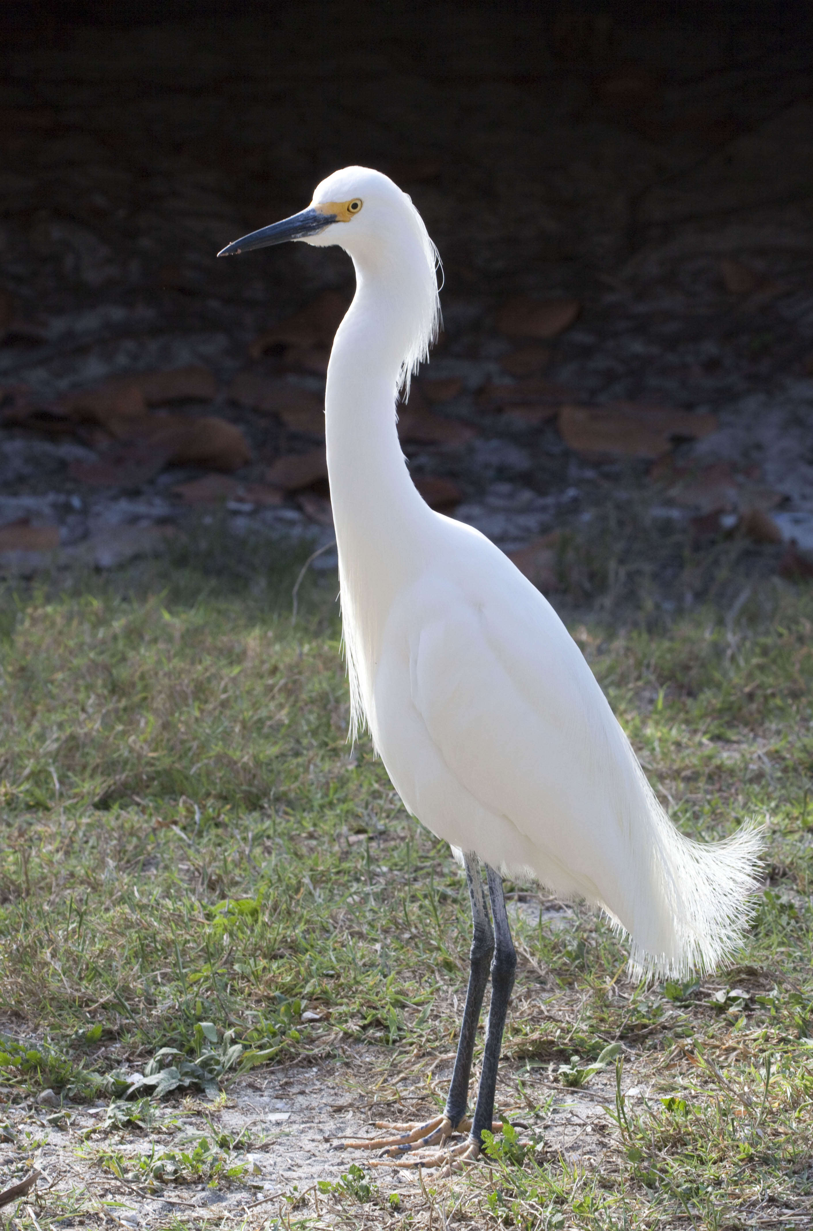 Image de Aigrette neigeuse