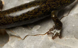 Image of Samwel Shasta Salamander