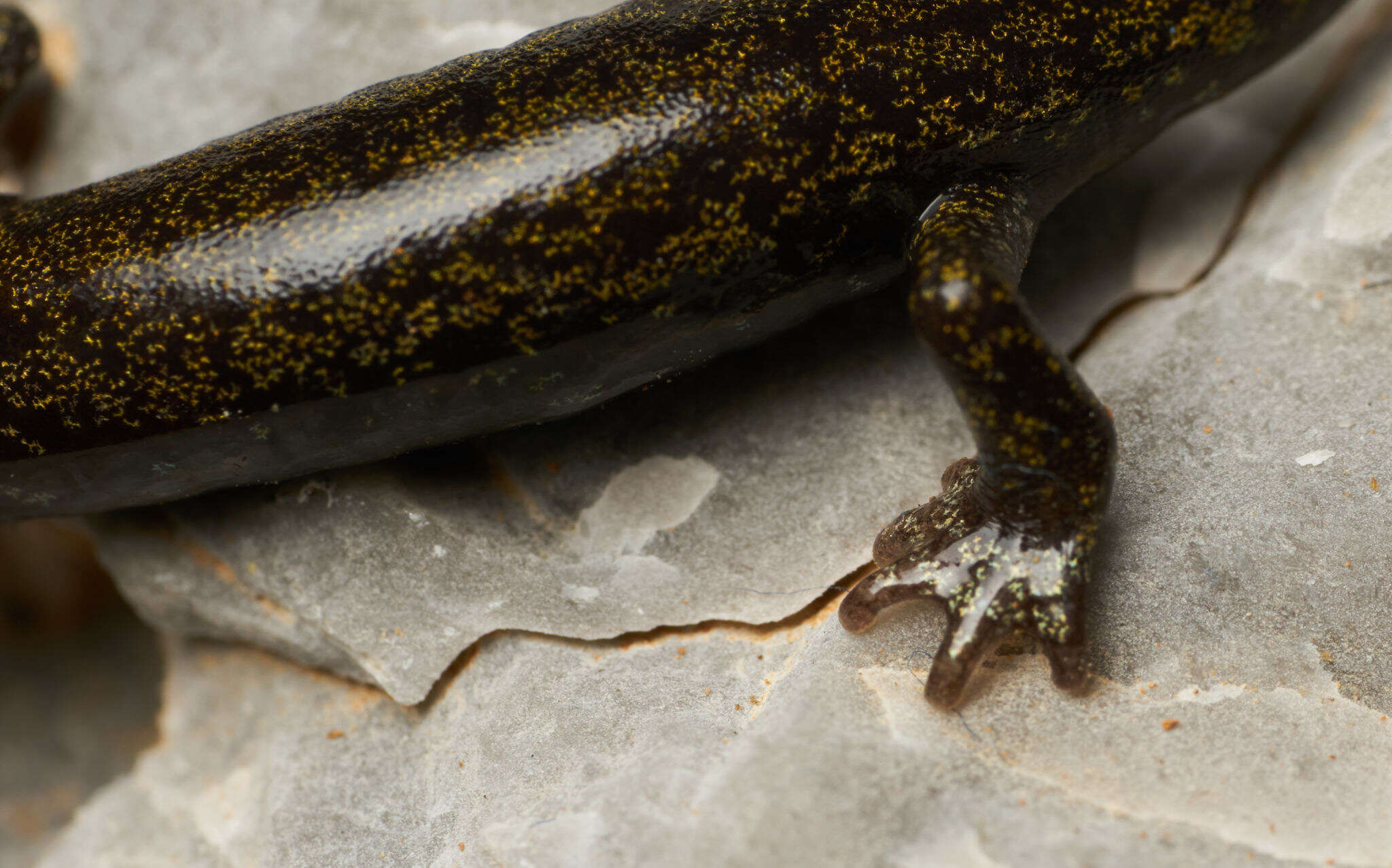 Image of Samwel Shasta Salamander