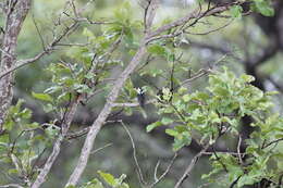 Image of Black-backed Barbet