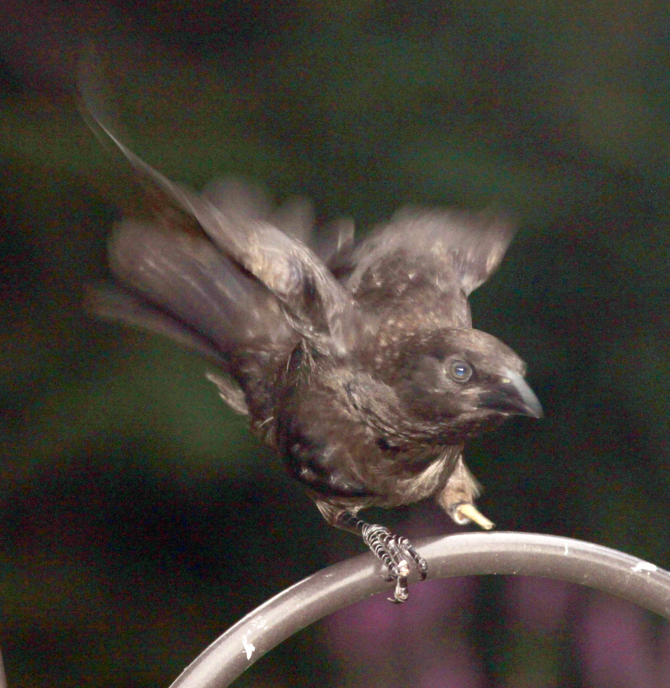 Image of Brown-headed Cowbird