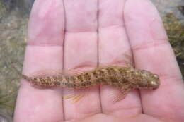 Image of Blue-spot Blenny