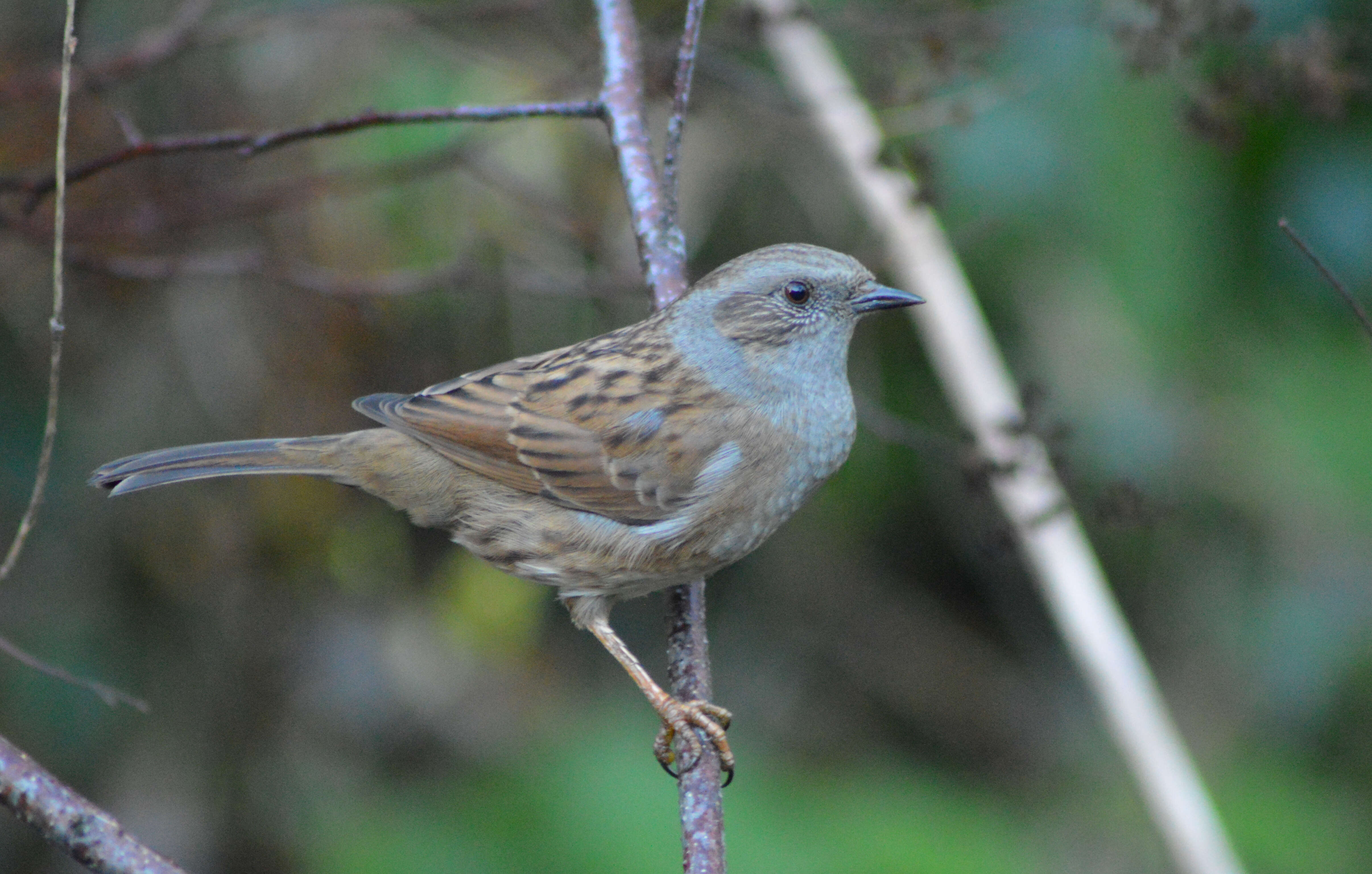 Image of Dunnock