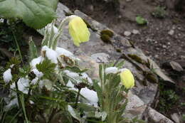 Image of Meconopsis integrifolia (Maxim.) Franch.