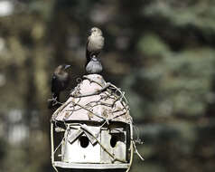 Image of Brown-headed Cowbird