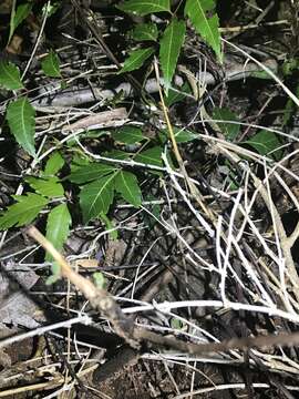 Image of Kenya Leaf Chameleon