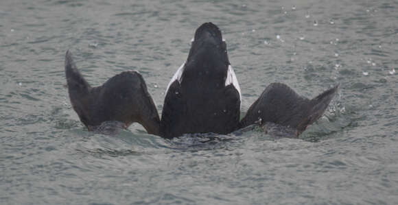 Image of Brünnich's Guillemot