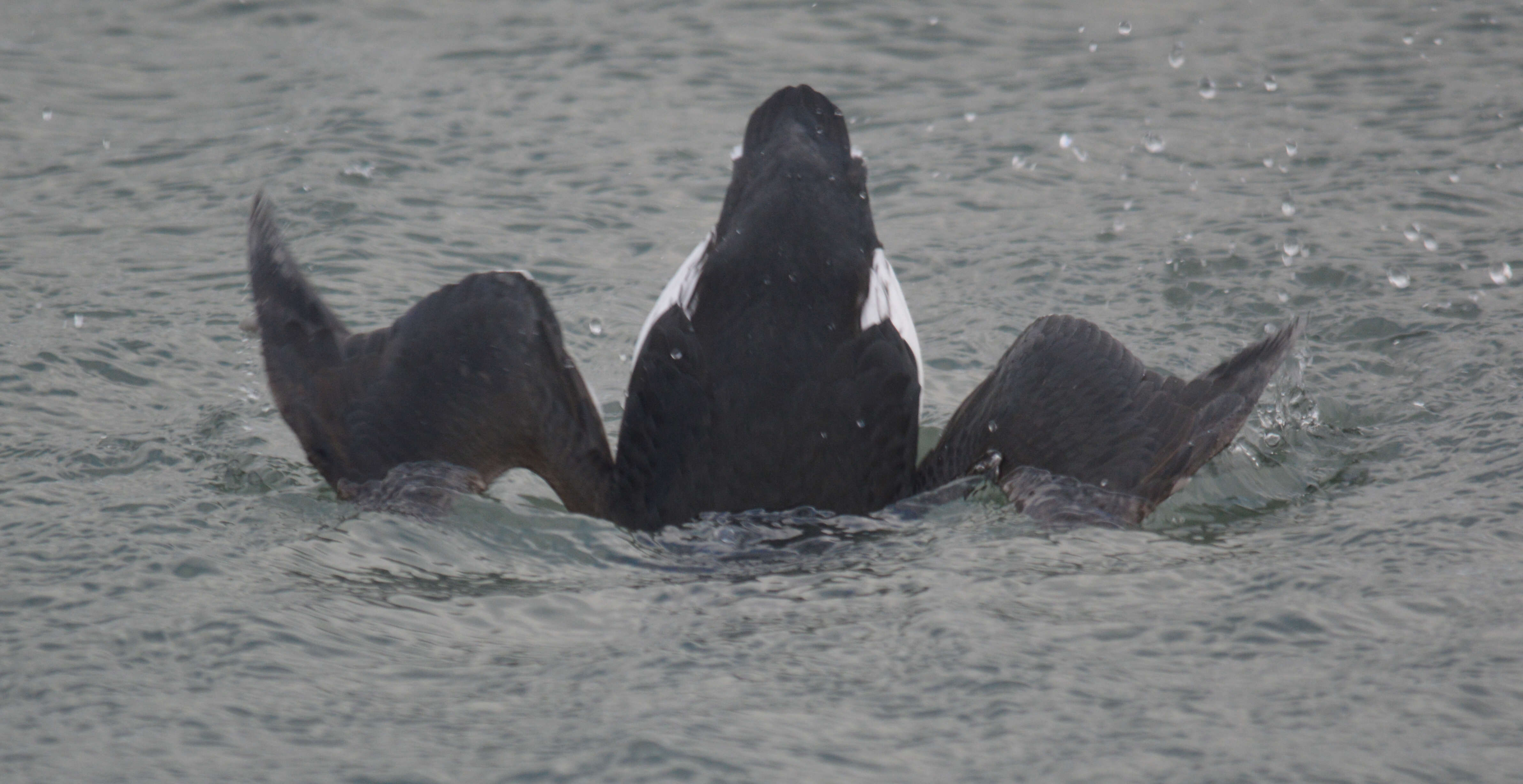 Image of Brünnich's Guillemot