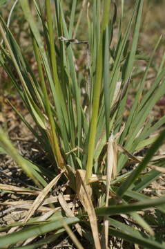 Imagem de Helictochloa compressa (Heuff.) Romero Zarco