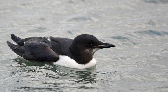 Image of Brünnich's Guillemot