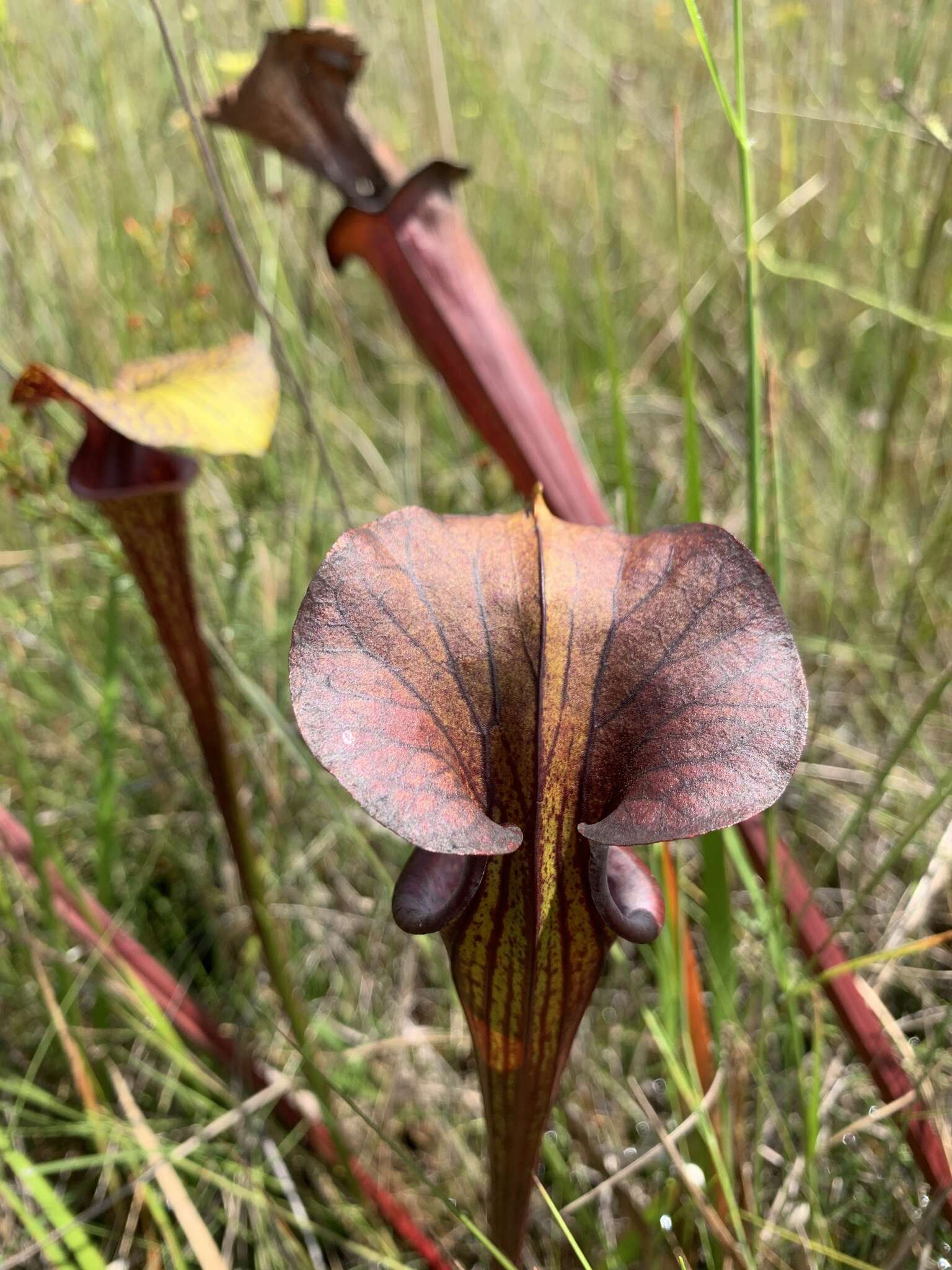 Image of <i>Sarracenia flava</i> var. <i>rubricorpora</i>