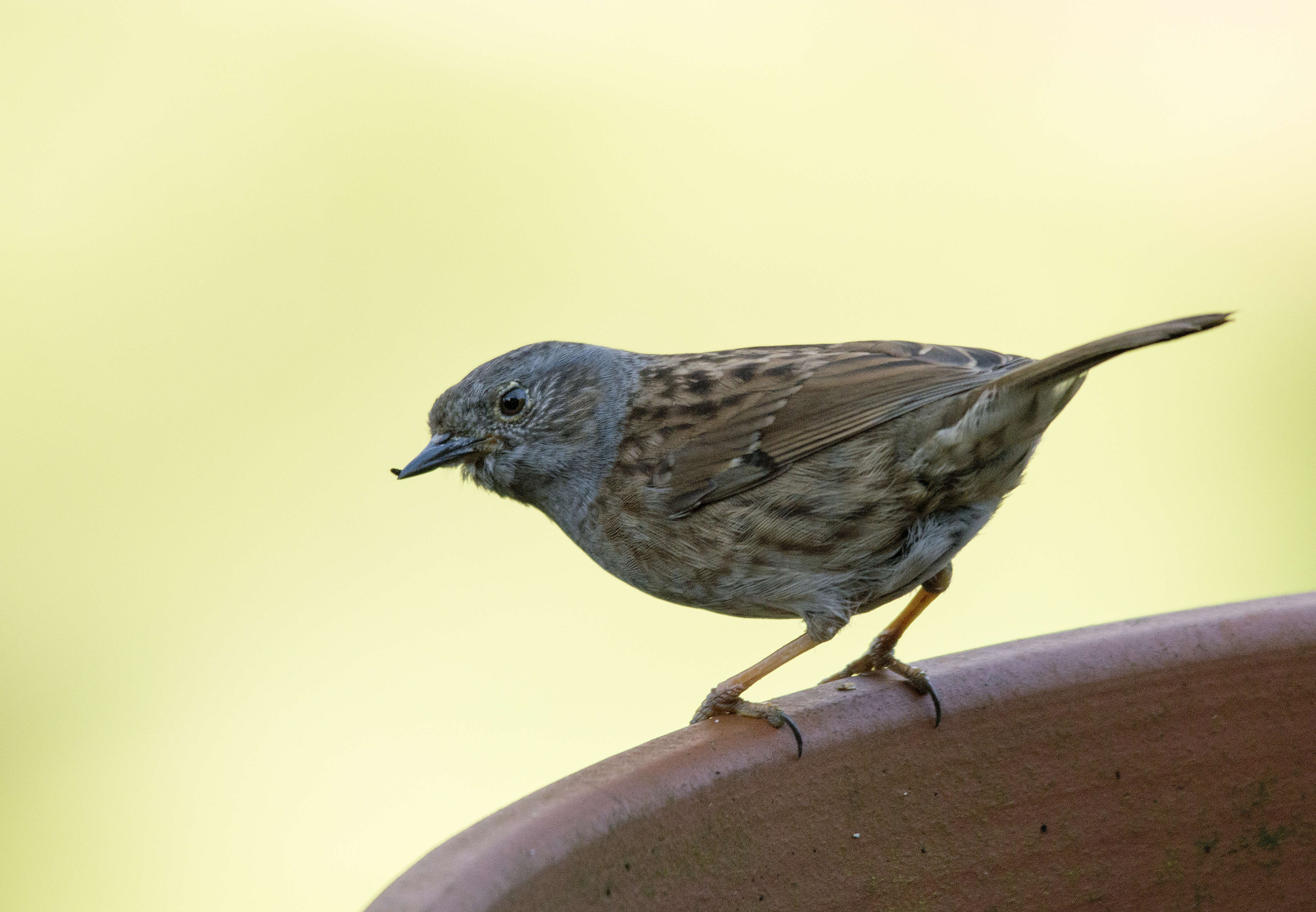 Image of Dunnock