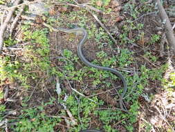 Image of Thamnophis errans H. M. Smith 1942