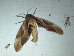 Image of Coequosa triangularis (Donovan 1805)