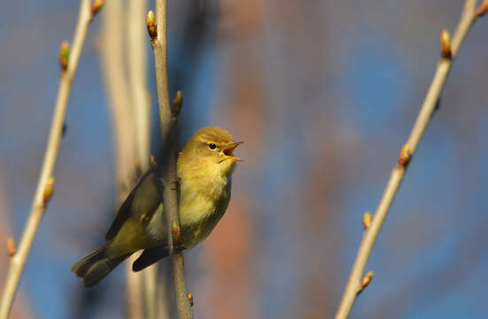 Image of Common Chiffchaff