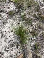 Image of capillary hairsedge