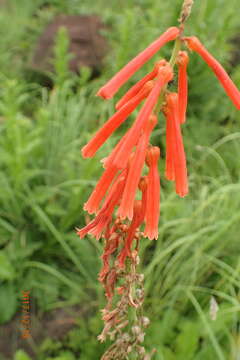 Слика од Kniphofia laxiflora Kunth