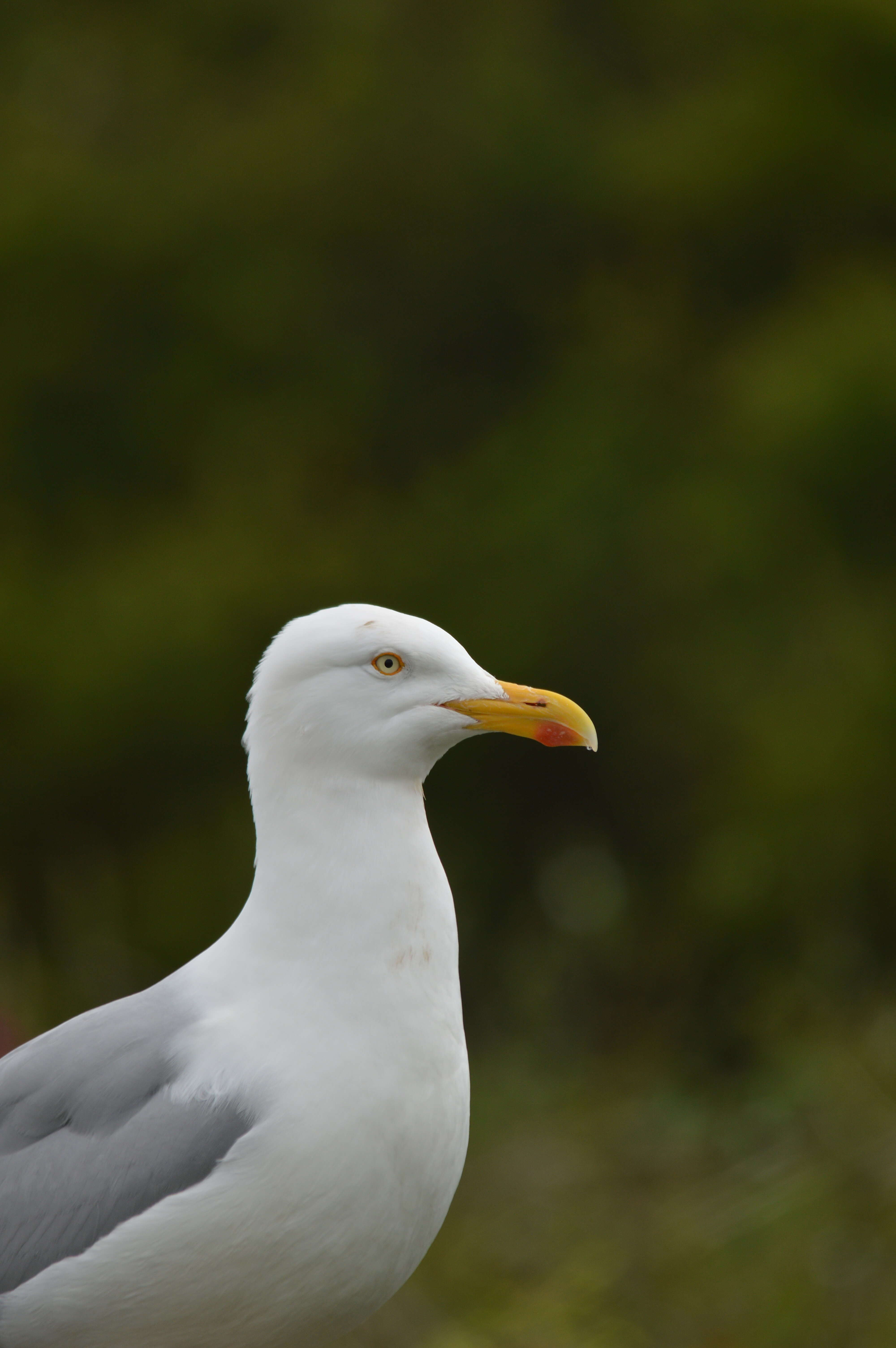 Image of European Herring Gull