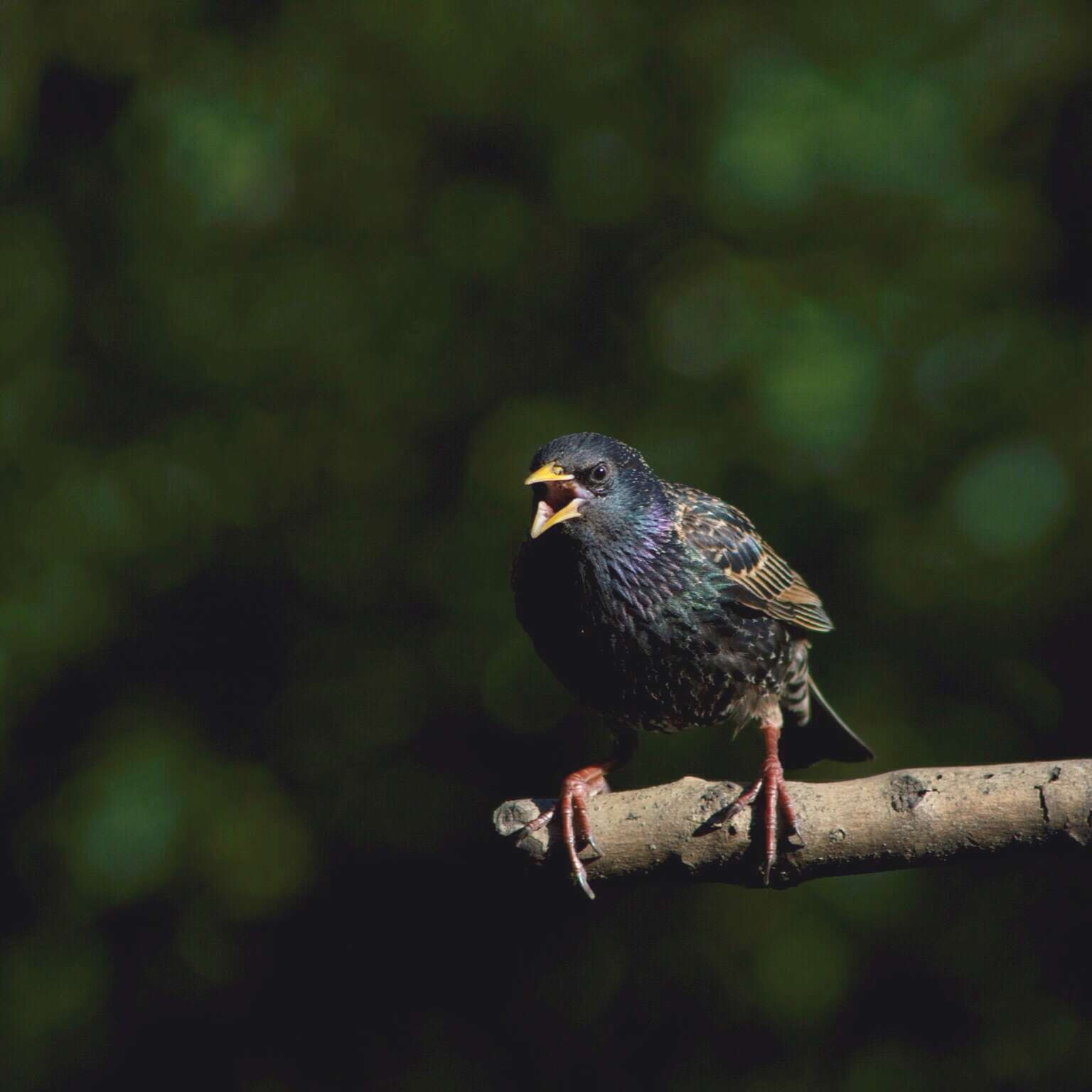 Image of Sturnus Linnaeus 1758