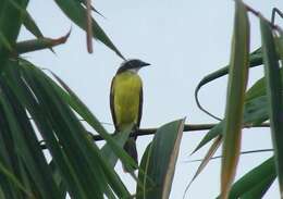 Image of Rusty-margined Flycatcher