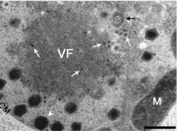 Image of Cafeteriavirus