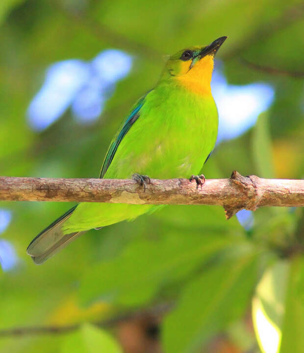 Image of Yellow-throated Leafbird