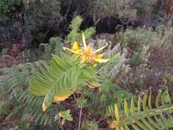 Image of Hypericum mysorense Heyne