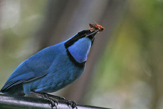 Image of Turquoise Jay