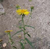 Image of Inula salicina