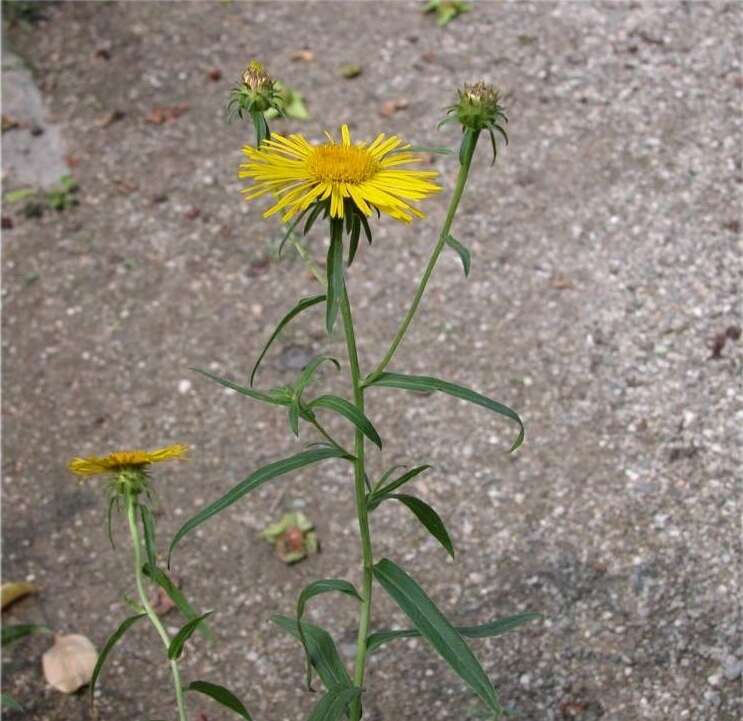 Image of Inula salicina