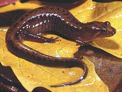 Image of Allegheny Mountain Dusky Salamander