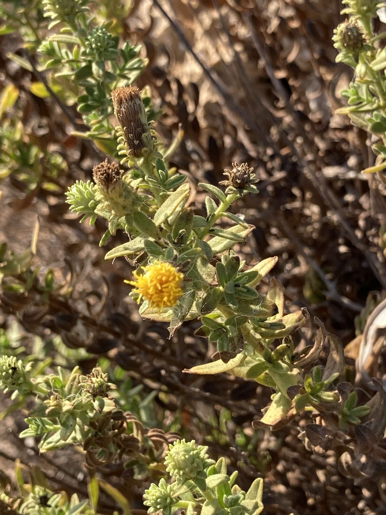 Imagem de Chiliadenus bocconei S. Brullo