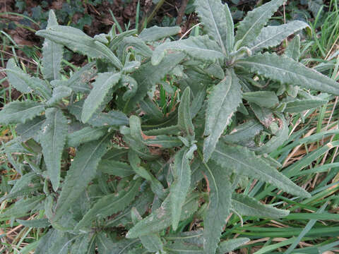 Image of Coastal Burnweed