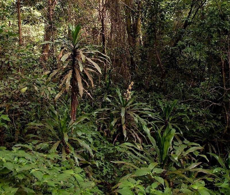 Image of fragrant dracaena