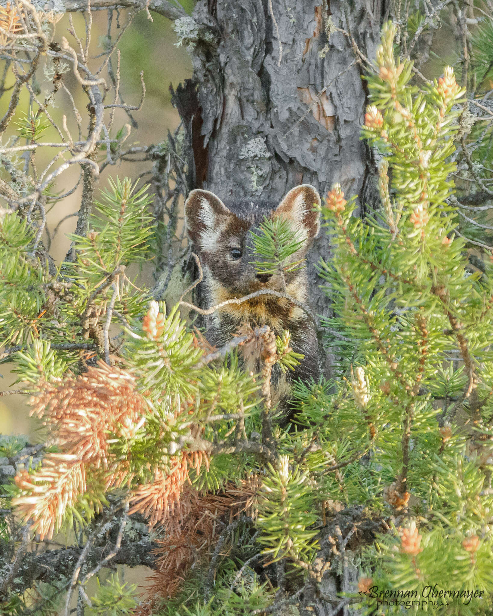 Image of American Marten