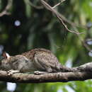 Image of Sciurus variegatoides bangsi Dickey 1928