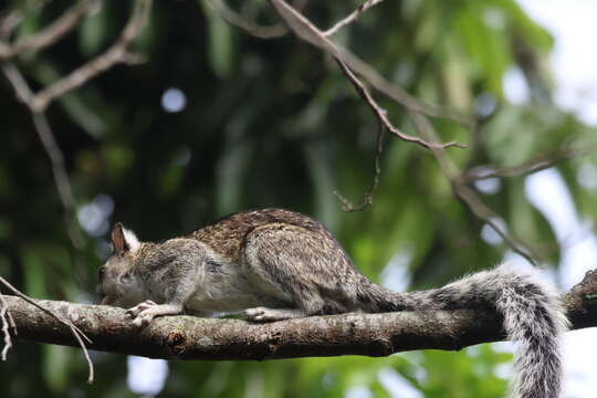 Imagem de Sciurus variegatoides bangsi Dickey 1928