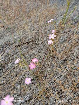 Image of Mandevilla tenuifolia (Mikan) R. E. Woodson