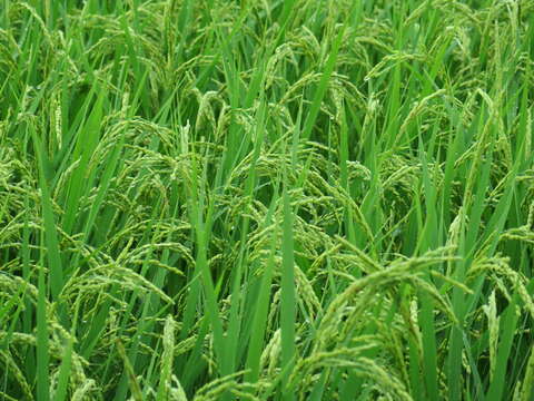 Image of rice