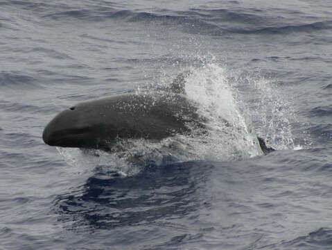 Image of false killer whale