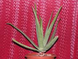 Image of Aloe vera