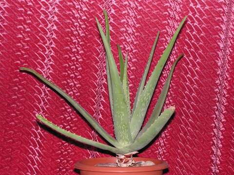 Image of Aloe vera