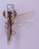 Image of Tarachodes (Chiropacha) obtusiceps Stal 1871